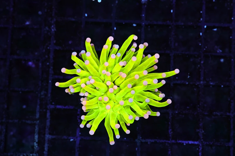 Holy Grail Torch WYSIWYG - SAQ Coral Farm