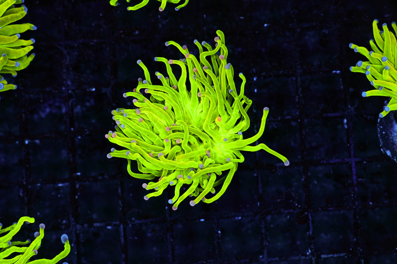 Holy Grail Torch WYSIWYG - SAQ Coral Farm