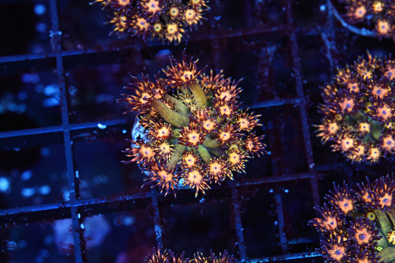 Firecracker Goniopora Coral WYSIWYG - SAQ Coral Farm