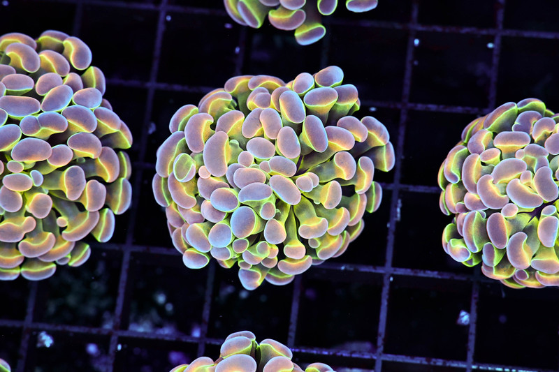 Tutti Frutti Hammer Coral WYSIWYG - SAQ Coral Farm