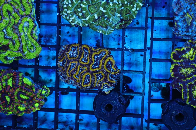 Electric Green Acan Coral WYSIWYG - SAQ Coral Farm