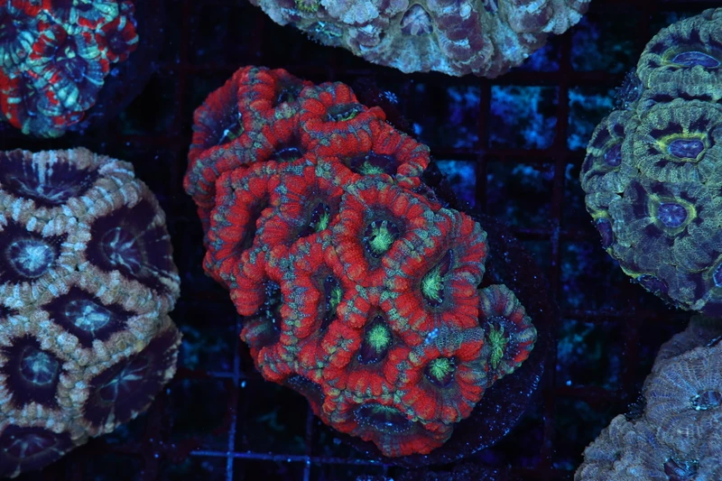 Vampire Asian Acan Coral Colony WYSIWYG - SAQ Coral Farm