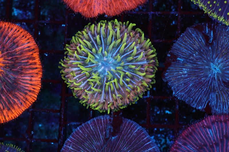 Jungle Monster Fungia Plate Coral WYSIWYG - SAQ Coral Farm