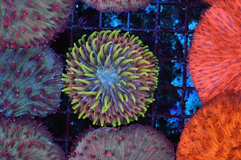 Jungle Monster Fungia Plate Coral WYSIWYG - SAQ Coral Farm