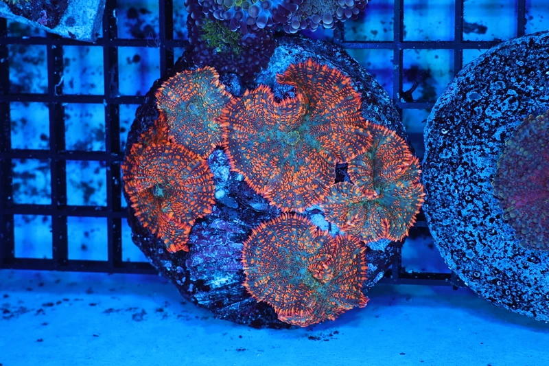 Orange Rhodactis Mushroom Colony WYSIWYG - SAQ Coral Farm