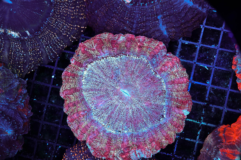 Pixie Dust Acanthophyllia Colony WYSIWYG - SAQ Coral Farm