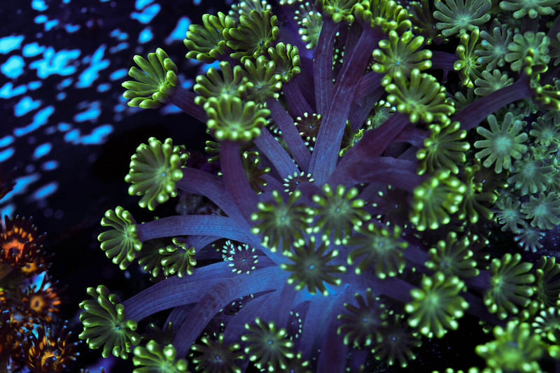 Green Goniopora Frag WYSIWYG - SAQ Coral Farm