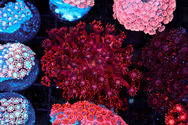 Red Goniopora Colony WYSIWYG - SAQ Coral Farm