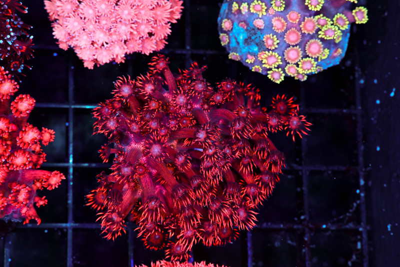 Red Goniopora Colony WYSIWYG - SAQ Coral Farm
