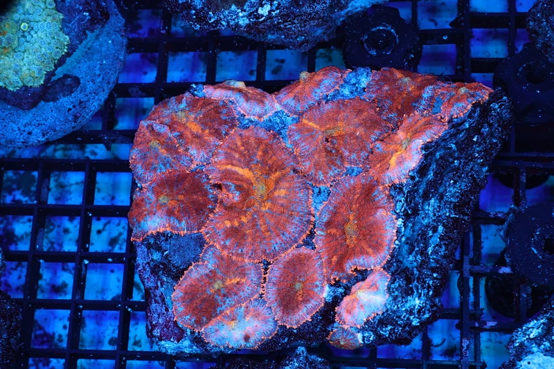 Orange Rhodactis Mushroom Rock Colony WYSIWYG - SAQ Coral Farm