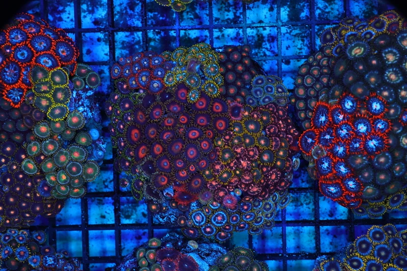Zoanthid Rock Colony WYSIWYG - SAQ Coral Farm