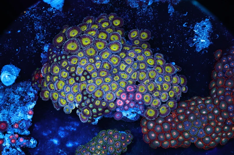 Yellow Zoanthid Rock Colony WYSIWYG - SAQ Coral Farm
