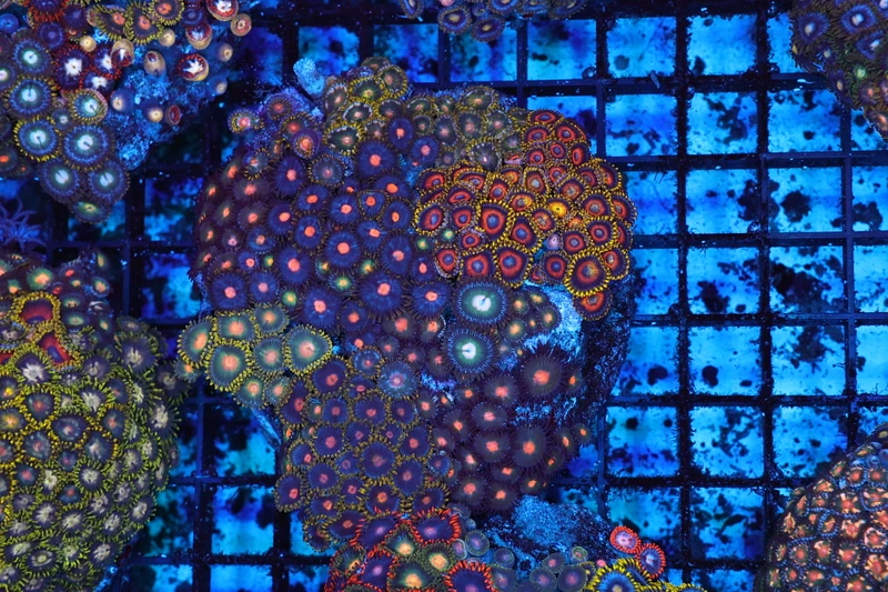 Zoanthid Rock Colony WYSIWYG - SAQ Coral Farm