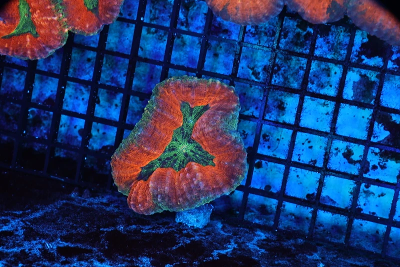 Orange Lobophyllia Coral WYSIWYG - SAQ Coral Farm