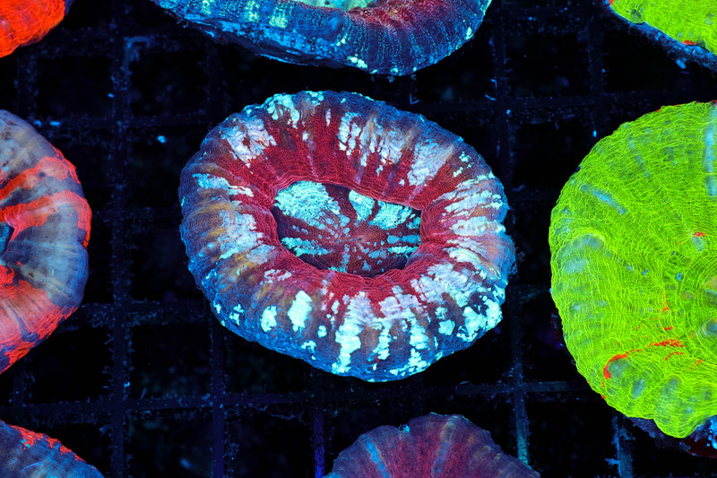 Frozen Over Scolymia Coral WYSIWYG - SAQ Coral Farm
