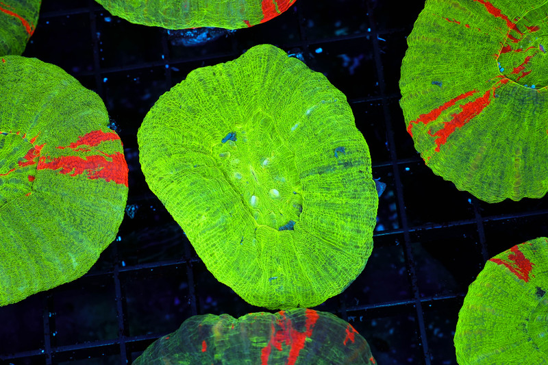 Green Scolymia Coral WYSIWYG - SAQ Coral Farm