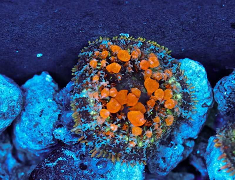 Sunkist Bounce Mushroom WYSIWYG - SAQ Coral Farm