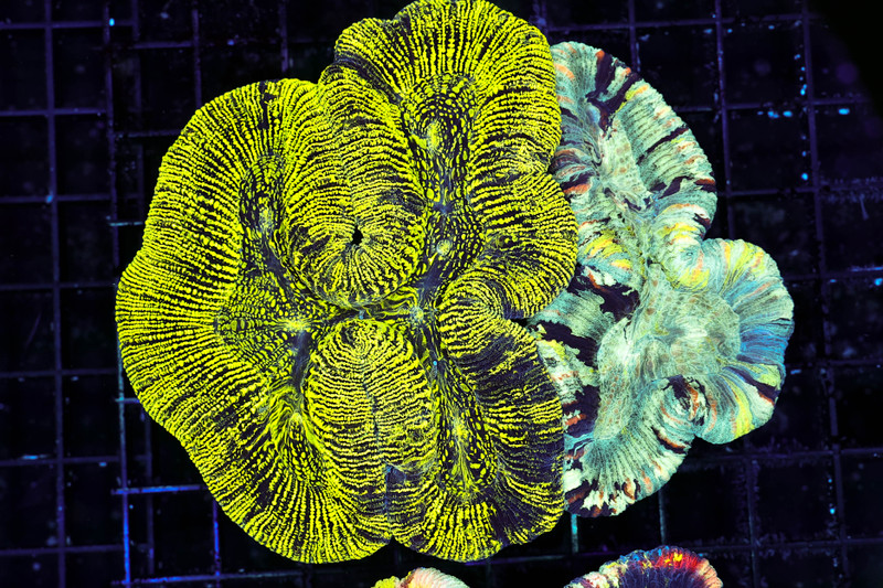 Kryptonite Wave Trachyphyllia WYSIWYG - SAQ Coral Farm