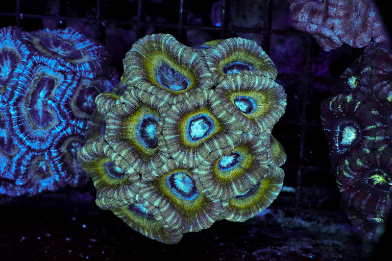 Green Rim Asian Acan Coral Colony WYSIWYG - SAQ Coral Farm