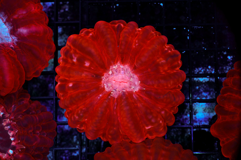 Rose Cynarina WYSIWYG - SAQ Coral Farm