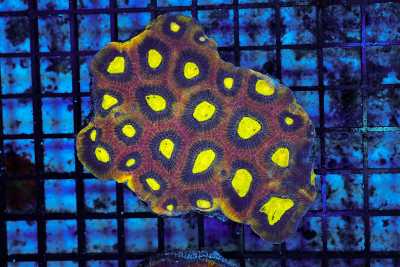 Dragon Soul Favia Colony WYSIWYG - SAQ Coral Farm