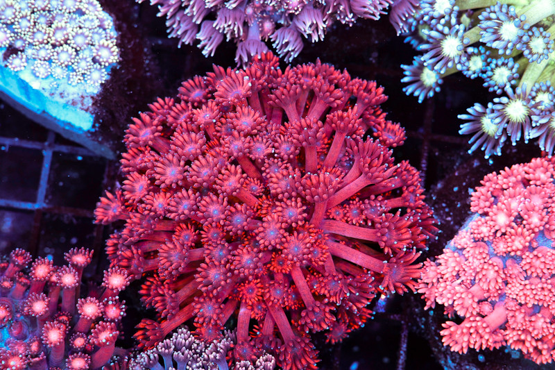 Red Goniopora Colony WYSIWYG - SAQ Coral Farm