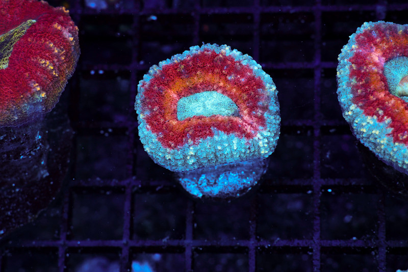 Rainbow Lobophyllia WYSIWYG - SAQ Coral Farm