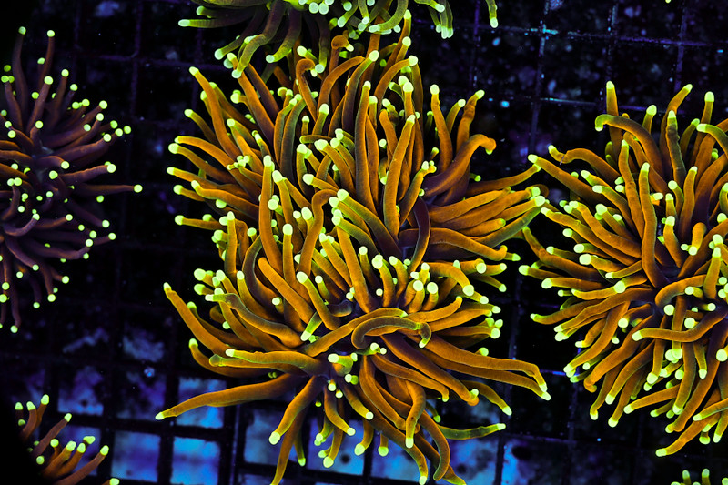 Molten Gold Torch WYSIWYG - SAQ Coral Farm