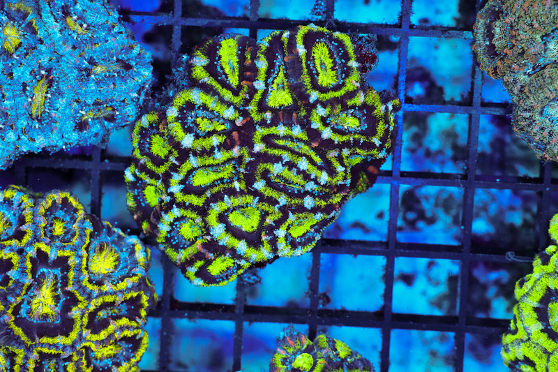 Jungle Acan Coral Colony WYSIWYG - SAQ Coral Farm