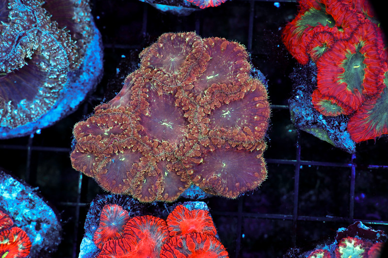 Chaotic Blastomussa Colony WYSIWYG - SAQ Coral Farm