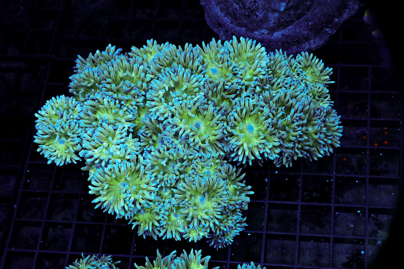 Large Duncan Coral Colony WYSIWYG - SAQ Coral Farm