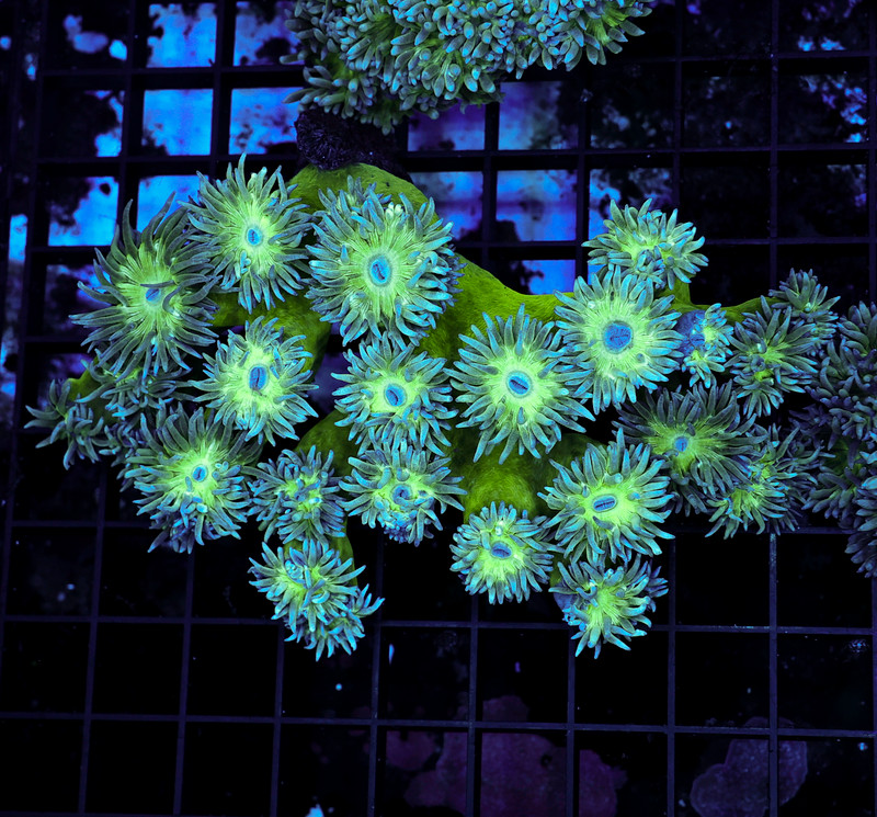 Large Duncan Coral Colony WYSIWYG - SAQ Coral Farm