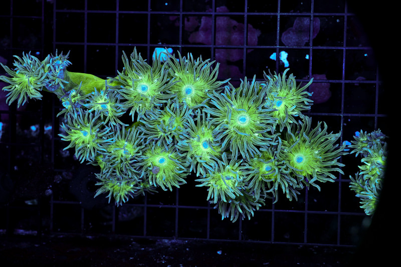 Large Duncan Coral Colony WYSIWYG - SAQ Coral Farm