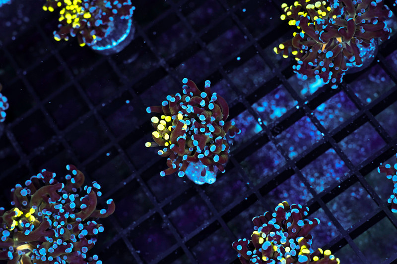 Grafted Frogspawn Coral WYSIWYG - SAQ Coral Farm