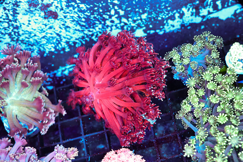 Red Goniopora Coral Colony WYSIWYG - SAQ Coral Farm