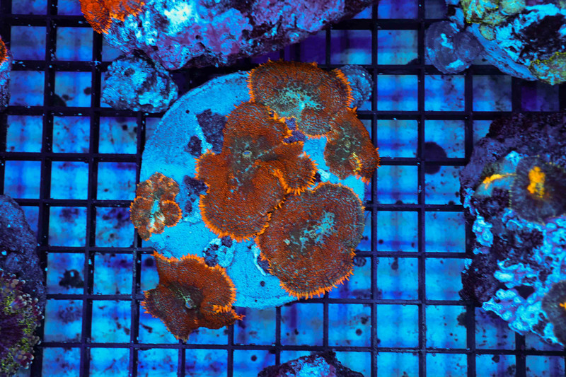 Orange Rhodactis Mushroom Rock Colony WYSIWYG - SAQ Coral Farm