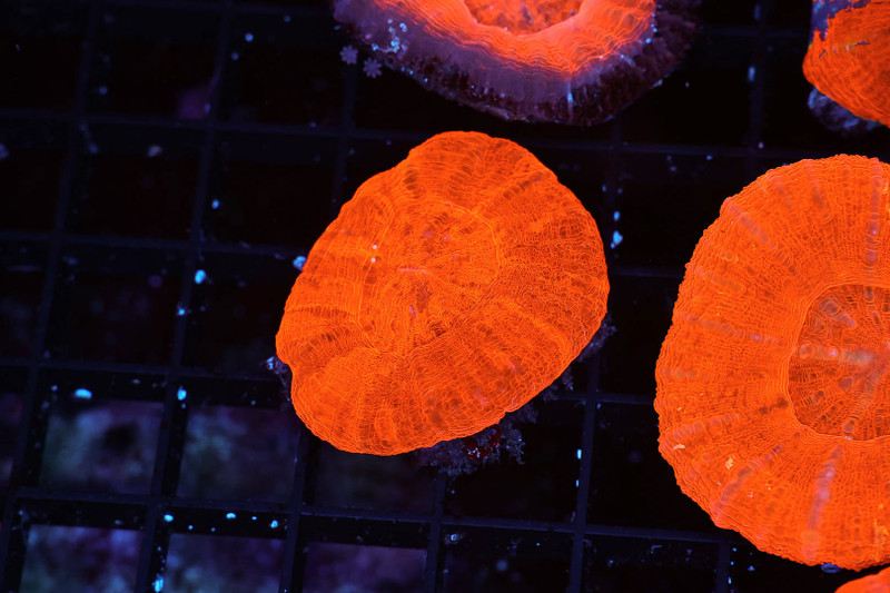 Red Scolymia WYSIWYG - SAQ Coral Farm