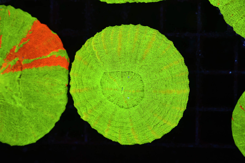 Green Scolymia WYSIWYG - SAQ Coral Farm