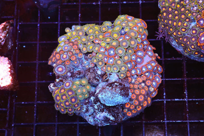 Multi-Zoanthid Rock Colony WYSIWYG - SAQ Coral Farm