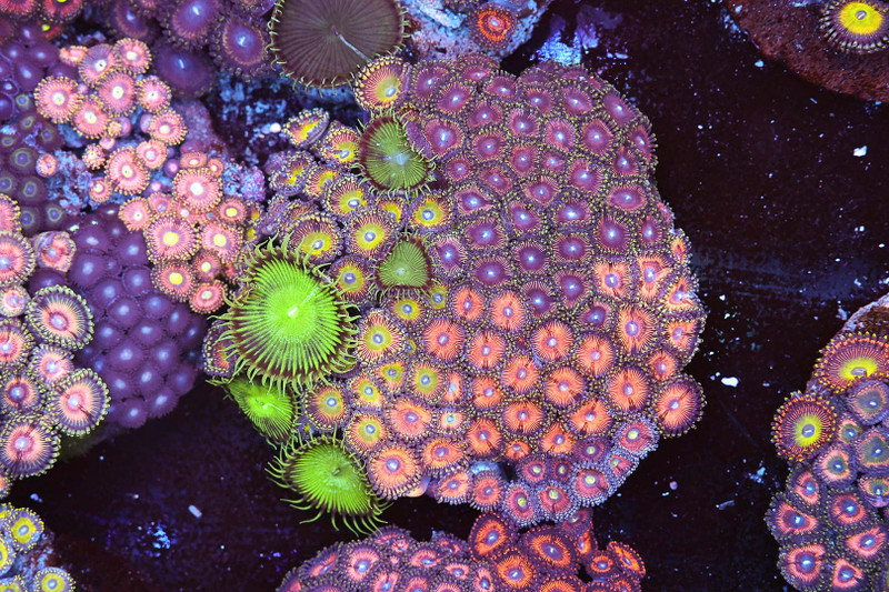 Multi-Zoanthid Rock Colony WYSIWYG - SAQ Coral Farm