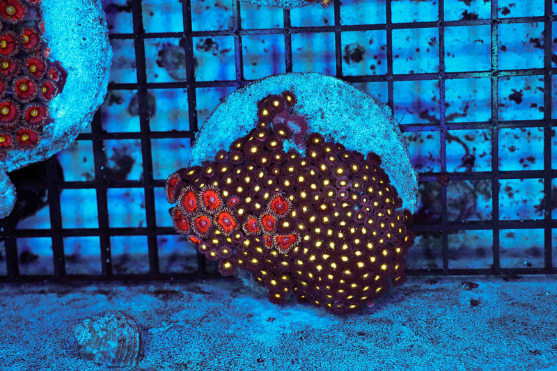 Multi-Zoanthid Rock Colony WYSIWYG - SAQ Coral Farm