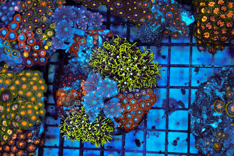 Multi-Zoanthid Rock Colony WYSIWYG - SAQ Coral Farm