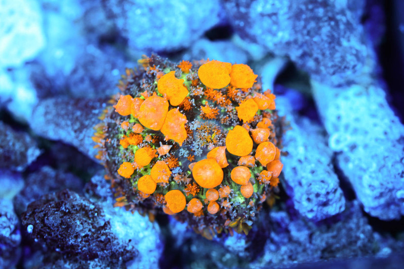 Sunkist Bounce Mushroom WYSIWYG - SAQ Coral Farm