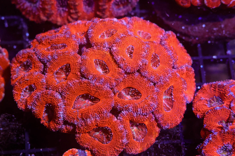 Orange Asian Acan Colony WYSIWYG - SAQ Coral Farm