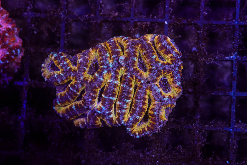 Pikachu Asian Acan Colony WYSIWYG - SAQ Coral Farm