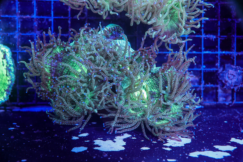 Green Elegance WYSIWYG - SAQ Coral Farm