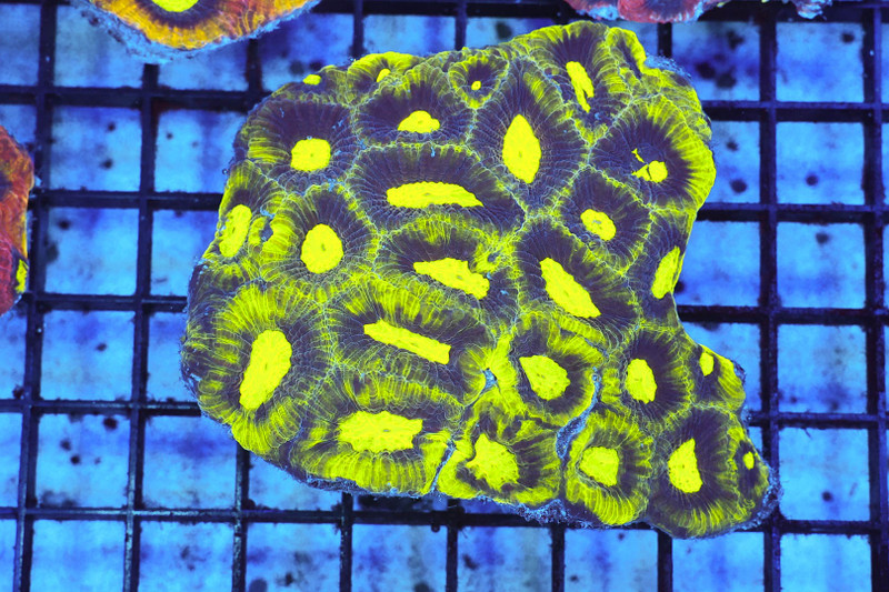 Alien Moon Favia WYSIWYG - SAQ Coral Farm