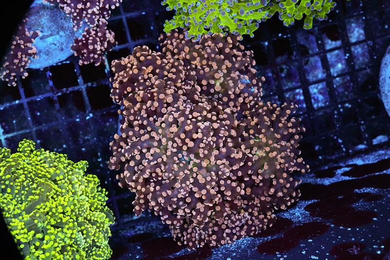 Orange Frogspawn Colony WYSIWYG - SAQ Coral Farm