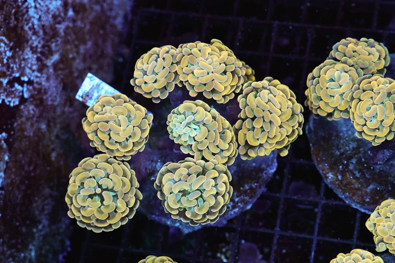 Gold Hammer Colony WYSIWYG - SAQ Coral Farm