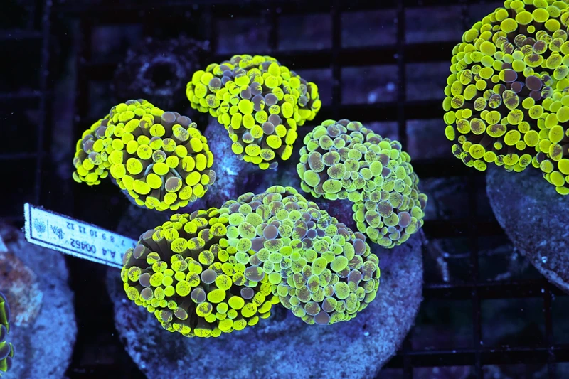 Splatter Hammer Colony WYSIWYG - SAQ Coral Farm